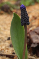 Muscari latifolium