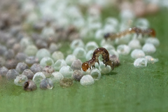 Epicorsia oedipodalis