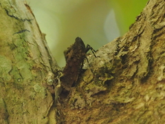 Penthicodes pulchellus