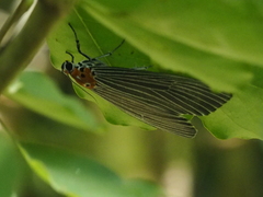 Neochera marmorea