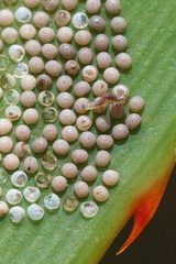 Epicorsia oedipodalis