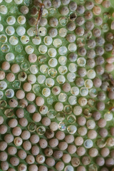 Epicorsia oedipodalis