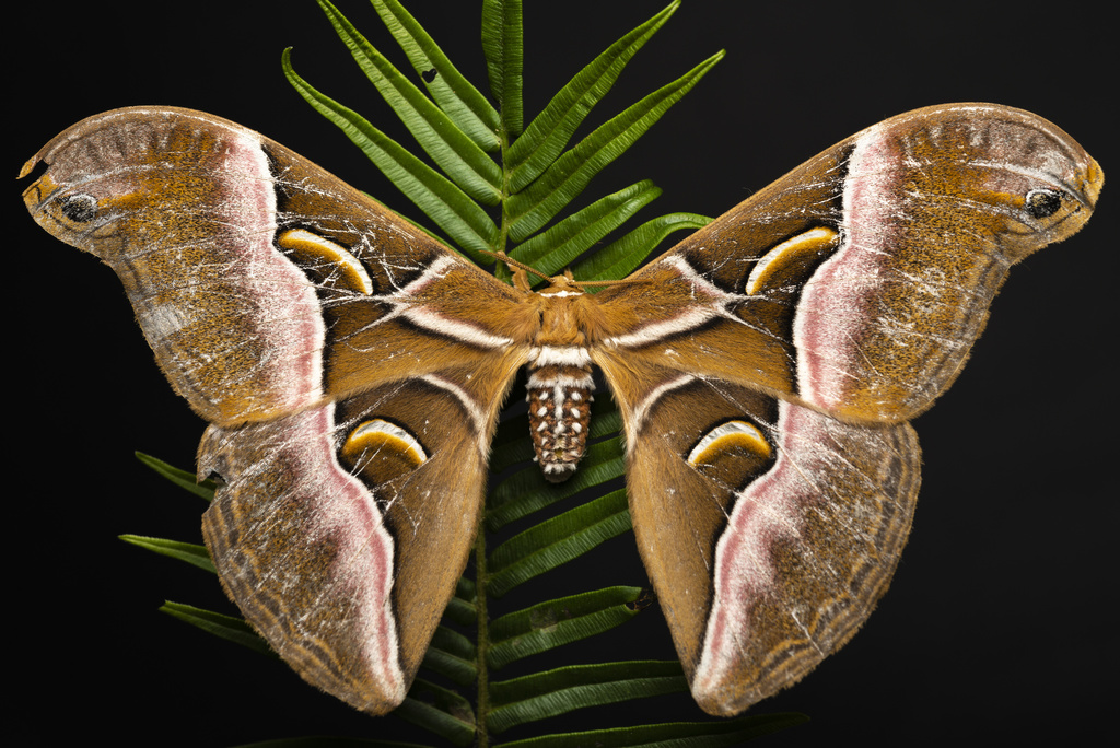 Lesser Atlas Moth