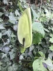 Arum maculatum