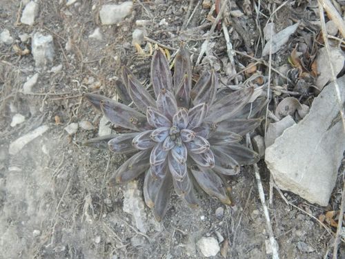 Echeveria unguiculata