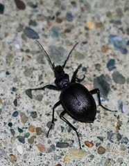 Scaphinotus interruptus