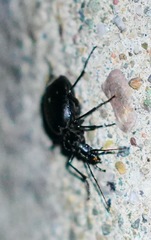 Scaphinotus interruptus