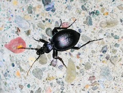 Scaphinotus interruptus