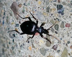 Scaphinotus interruptus