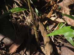 Eutropis rugifera