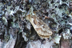 Korscheltellus fusconebulosa