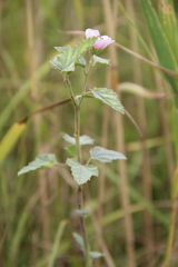 Althaea officinalis