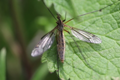 Tipula vernalis