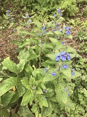 Pentaglottis sempervirens
