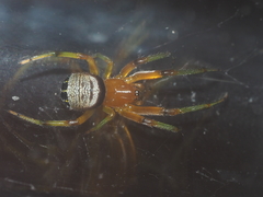 Bijoaraneus postilena