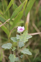 Althaea officinalis