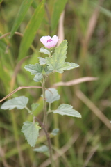 Althaea officinalis