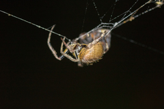 Eriophora