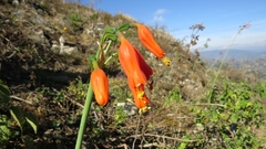 Stenomesson miniatum