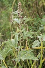 Althaea armeniaca