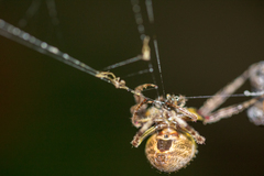 Eriophora