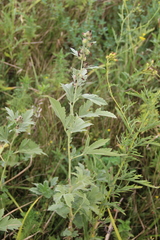 Althaea armeniaca