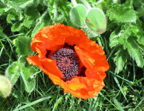 Papaver orientale
