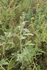 Althaea armeniaca
