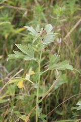 Althaea armeniaca