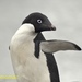 Pingüinos - Photo (c) Erasmo Macaya, algunos derechos reservados (CC BY), uploaded by Erasmo Macaya