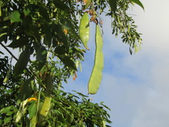 Clitoria fairchildiana