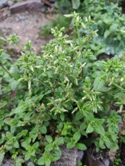 Cerastium glomeratum