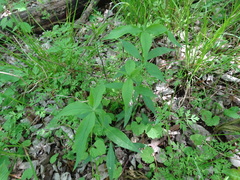 Silene stellata