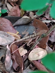 Anolis tropidonotus