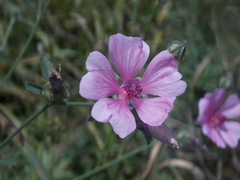 Althaea cannabina