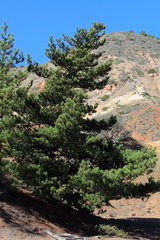 Pinus radiata binata