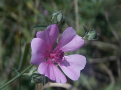 Althaea cannabina