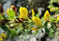 Chamaecytisus