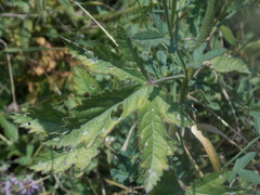 Althaea cannabina