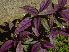 Strobilanthes auriculata dyeriana