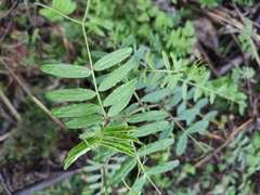 Vicia sepium