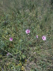 Althaea cannabina
