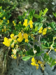 Hippocrepis emerus emerus