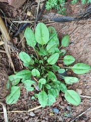 Trigonotis peduncularis