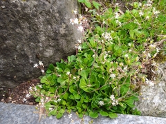 Micranthes stellaris