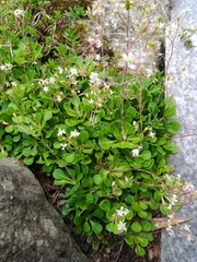 Micranthes stellaris