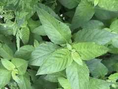Ruellia drummondiana
