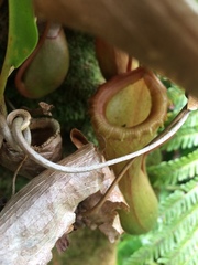 Nepenthes ventricosa