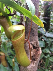 Nepenthes ventricosa