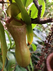 Nepenthes ventricosa